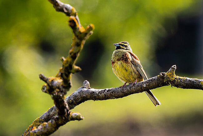 Cirl bunting (Emberiza cirlus)