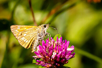 Large skipper (Ochlodes sylvanus)