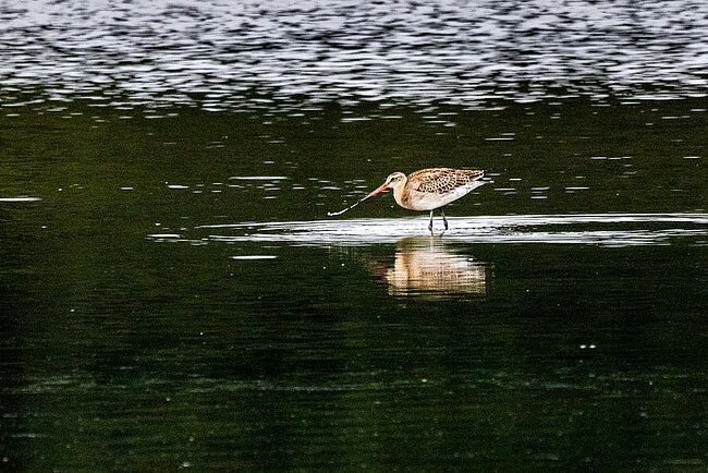 Black-tailed godwit (Limosa limosa)