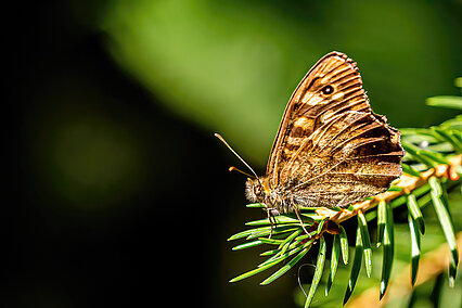 Speckled wood (Pararge aegeria)