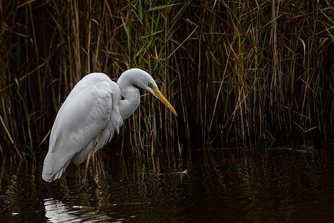 Great egret (Ardea alba)