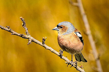 Buchfink (Fringilla coelebs)