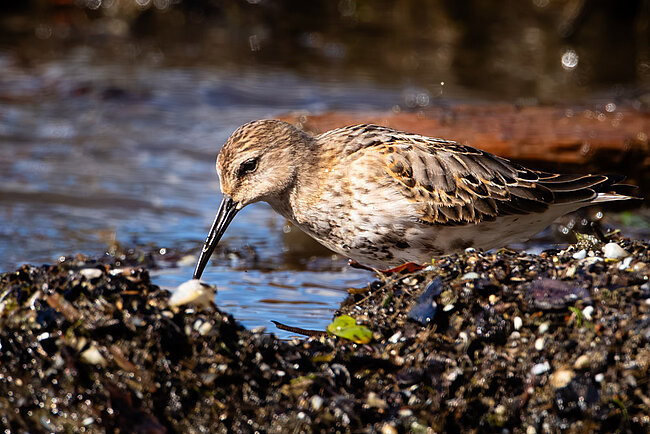 Dunlin (Calidris alpina)