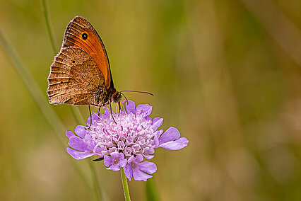 Meadow brown (Maniola jurtina)