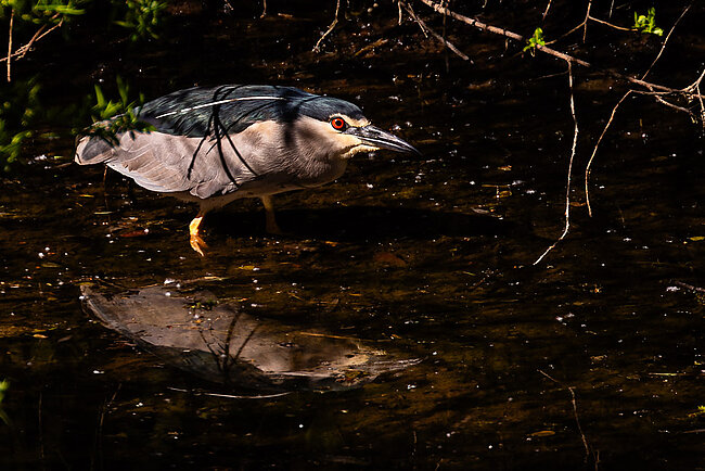 Black-crowned night heron (Nycticorax nycticorax)
