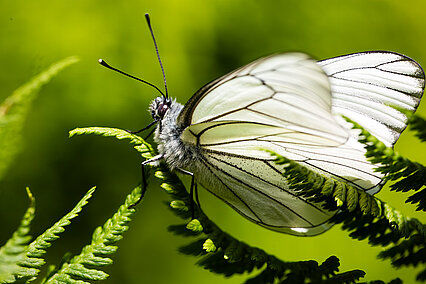 Black-veined white (Aporia crataegi)
