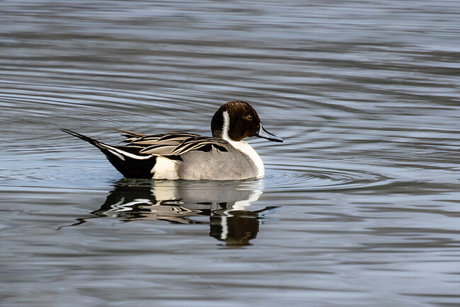 Northern pintail (Anas acuta)