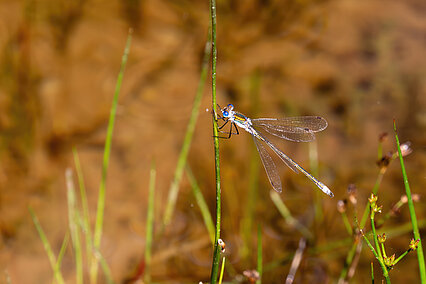 Männchen der Gemeinen Binsenjungfer (Lestes sponsa)
