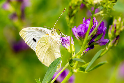 Large white (Pieris brassicae)