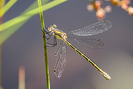 Kleine Binsenjungfer (W, Lestes virens)