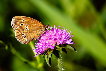  Ringlet (Aphantopus hyperantus)