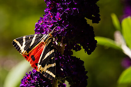 Jersey Tiger (Euplagia quadripunctaria)