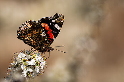  Red admiral (Vanessa atalanta)