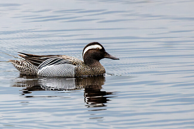Garganey (Spatula querquedula)
