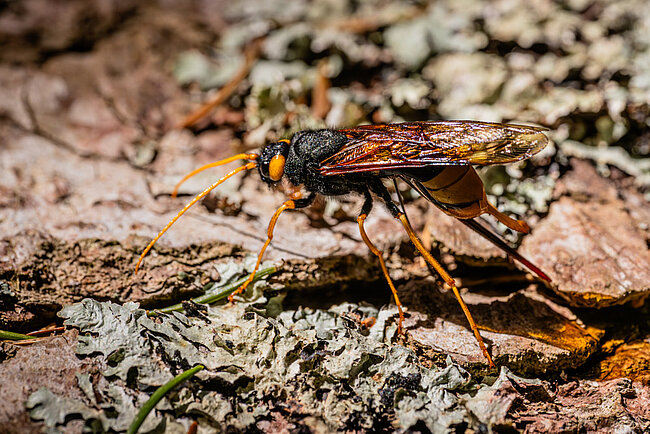Giant woodwasp (F, Urocerus gigas)