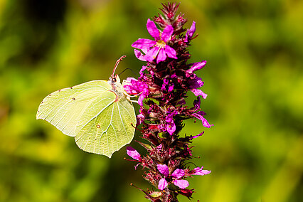 Common brimstone (Gonepteryx rhamni)