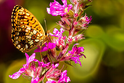 Silver-bordered fritillary (Boloria selene)