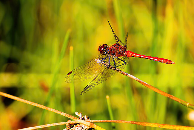 Blutrote Heidelibelle (Sympetrum sanguineum)