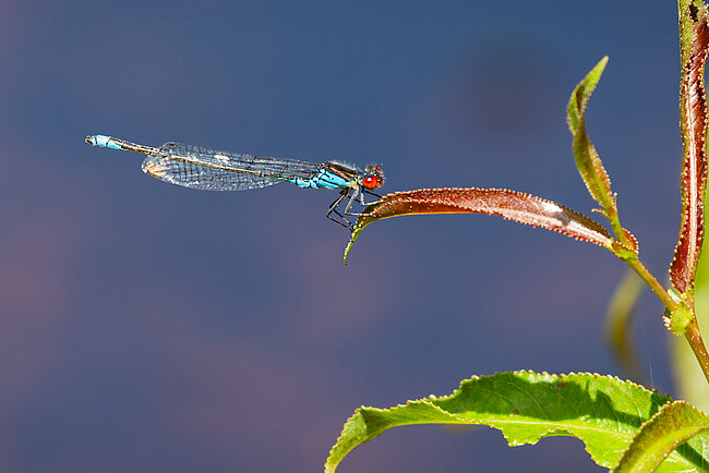 Kleines Granatauge (Erythromma viridulum)