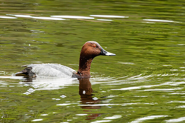 Common pochard (Aythya ferina)