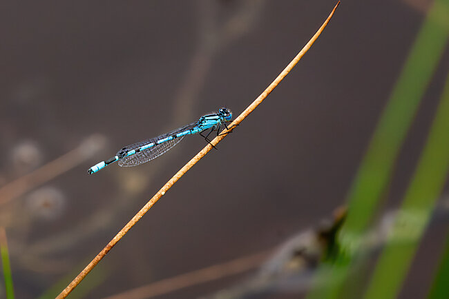 Mâle Agrion porte-coupe ( Enallagma cyathigerum)