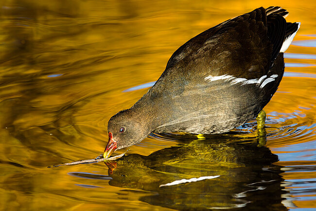 Common moorhen (Gallinula chloropus)