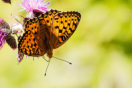 Dark green fritillary (Speyeria aglaja)