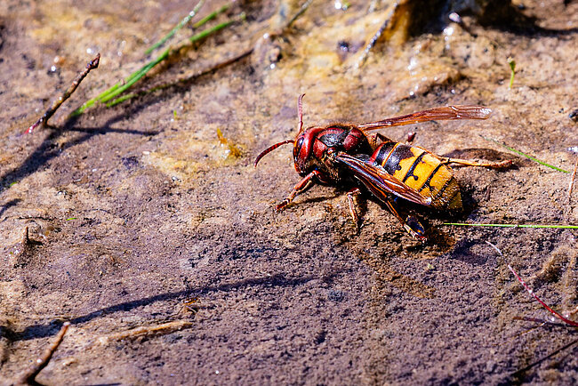 European hornet (Vespa crabro)