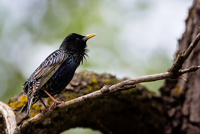 European starling (Sturnus vulgaris)