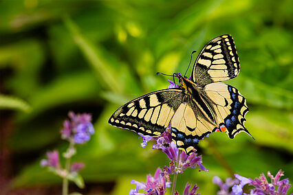 Old World swallowtail (Papilio machaon)