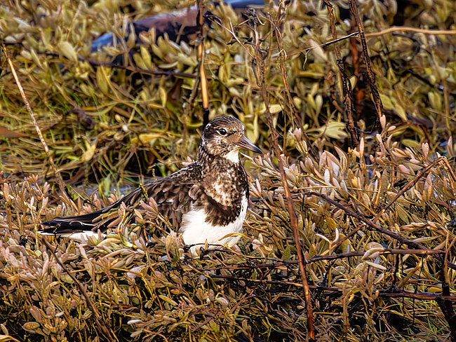 Ruddy turnstone (Arenaria interpres)