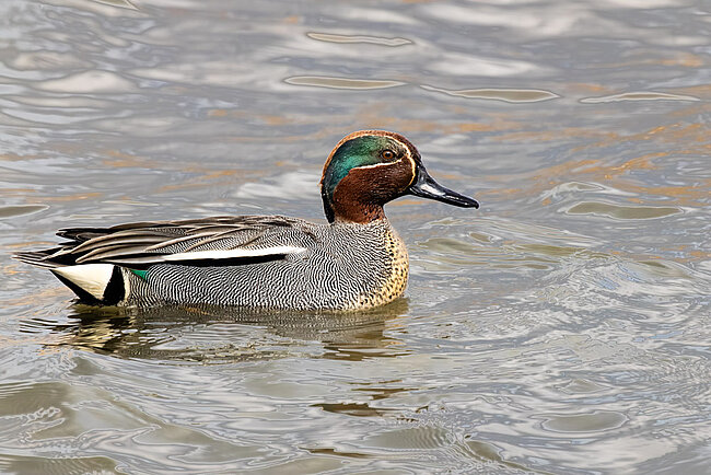 Common teal (Anas crecca)