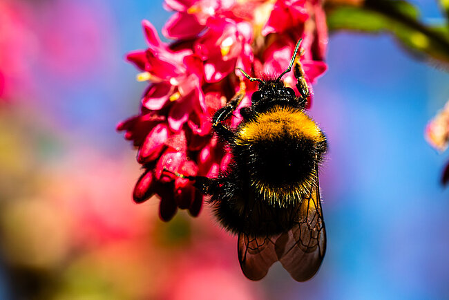 Large earth bumblebee (Bombus terrestris)