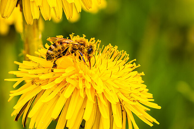  European honey bee (Apis mellifera)