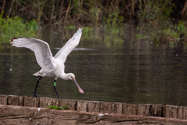 Eurasian spoonbill (Platalea leucorodia)