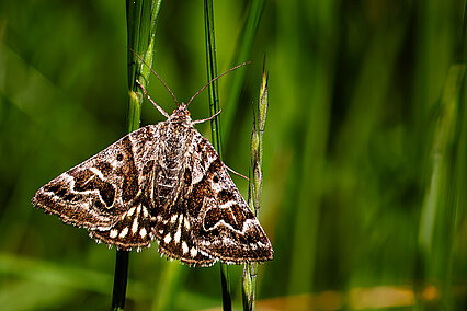  Mother Shipton moth (Euclidia mi)