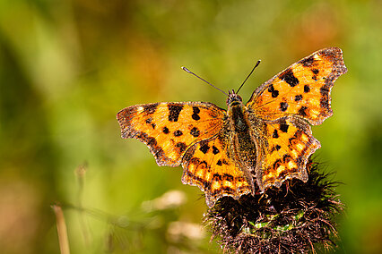Comma (Polygonia c-album)