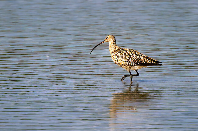 Eurasian curlew (Numenius arquata)