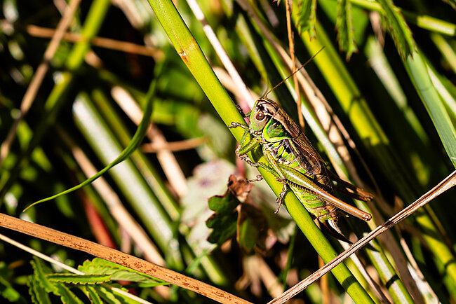 Roesel's bush-cricket (Roeseliana roeselii)