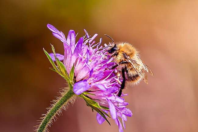Common carder bee (Bombus pascuorum)