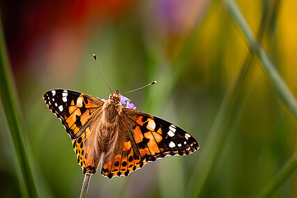 Painted lady (Vanessa cardui)