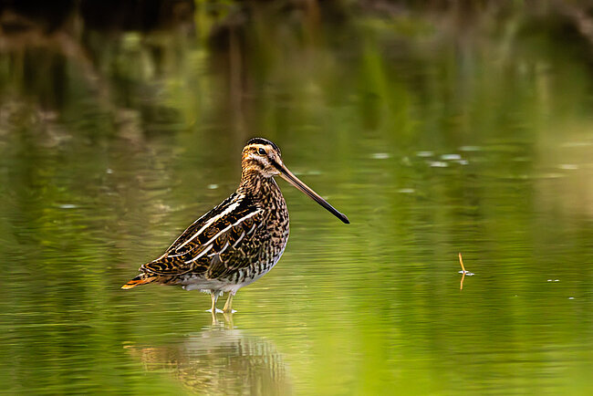 Common snipe (Gallinago gallinago)