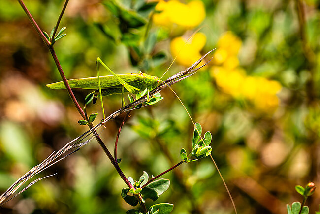 Sickle-bearing bush-cricket (Phaneroptera falcata)