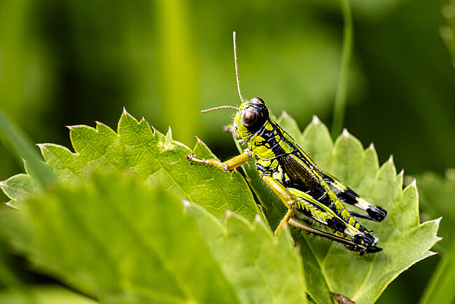 Green mountain grasshopper (Miramella alpina)