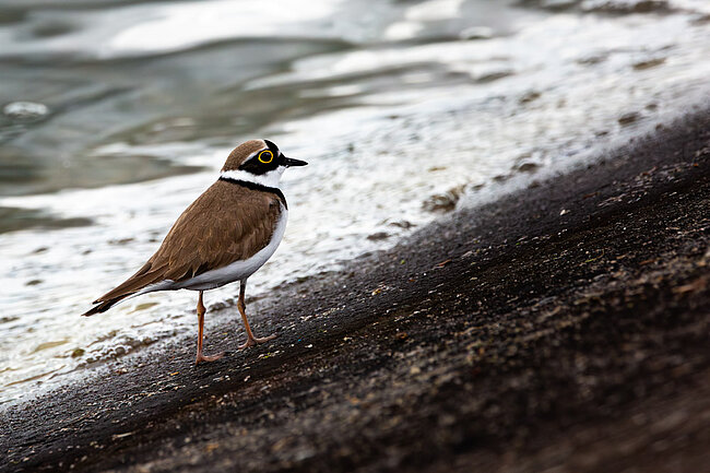 Little ringed plover (Charadrius dubius)