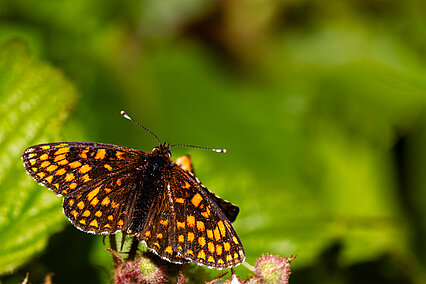 Heath fritillary (Melitaea athalia)