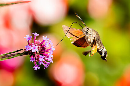 Hummingbird hawk-moth (Macroglossum stellatarum)