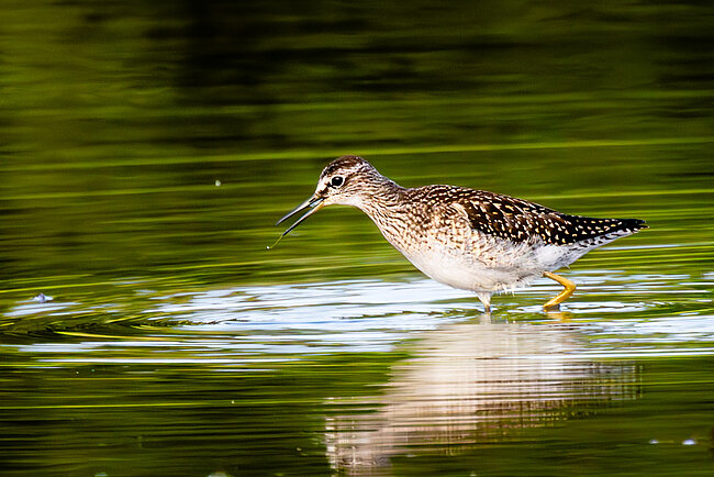 Wood sandpiper (Tringa glareola)