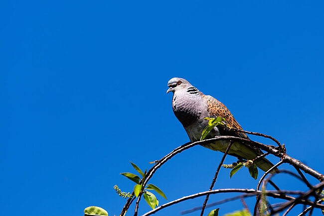 European turtle dove (Streptopelia turtur)