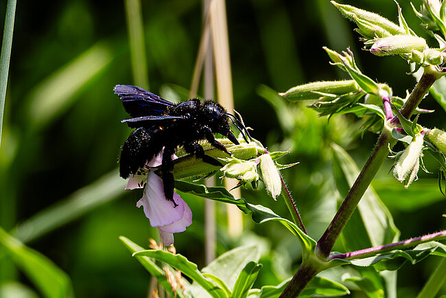 Violet carpenter bee (Xylocopa violacea)